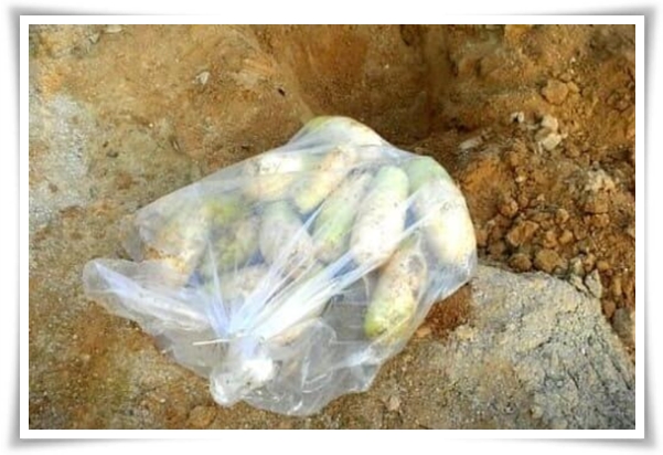 "남은 김장 무 보관법" 땅속에 묻기/냉장/냉동 등 오래 보관하는 법!