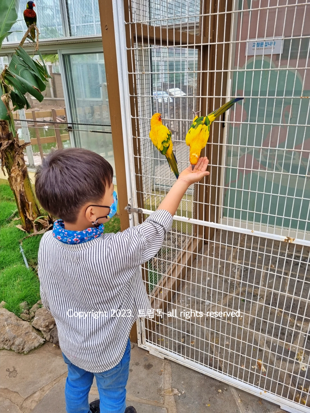 벽에 매달린 노랑 앵무새 2마리에게 먹이를 준다