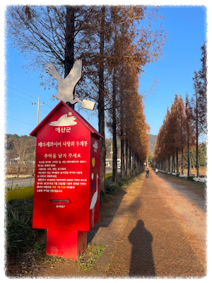 덕산 메타세쿼이아길