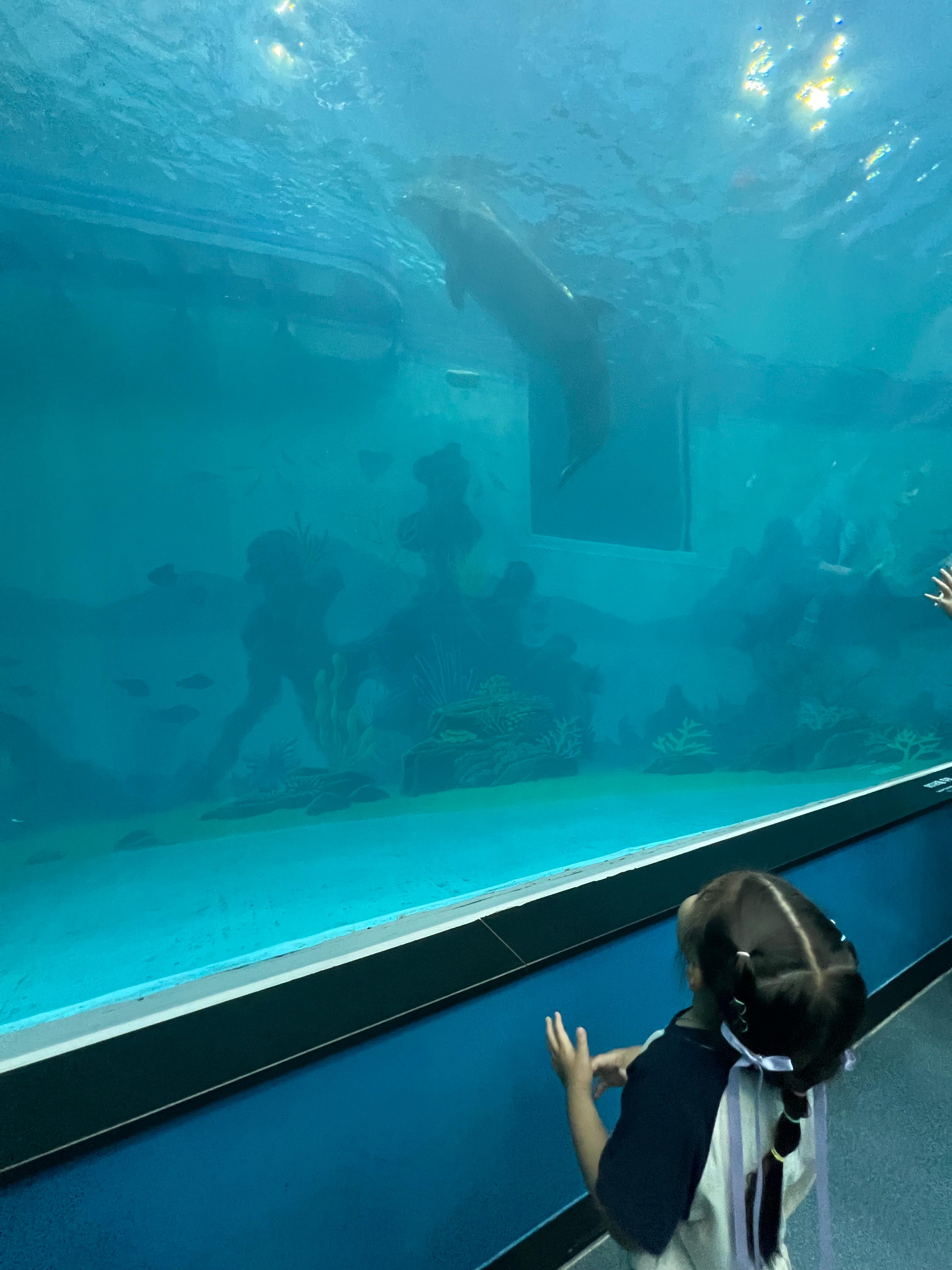 해저터널에서 돌고래 관람하는 아이