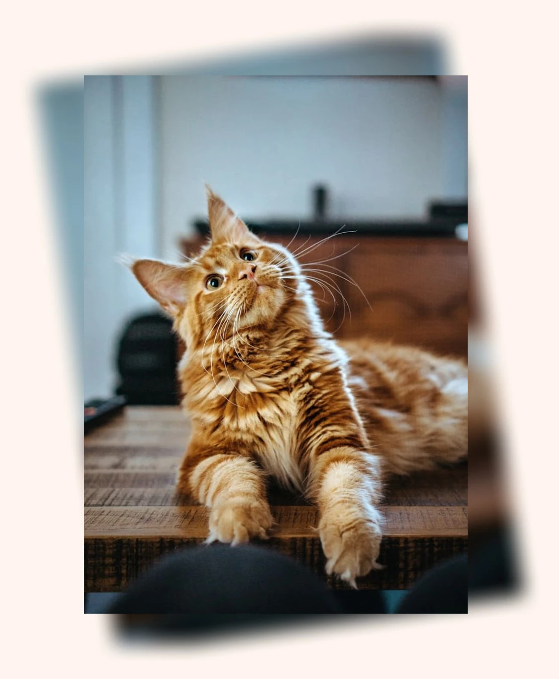 고양이 장 건강_3_subsection