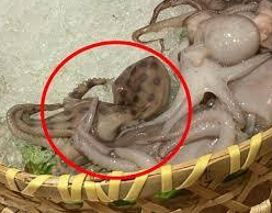 쭈꾸미와 유사한 파란선문어