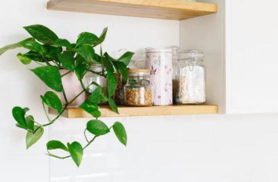 스킨답서스 분갈이 방법