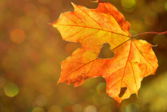 2023년 단풍시기