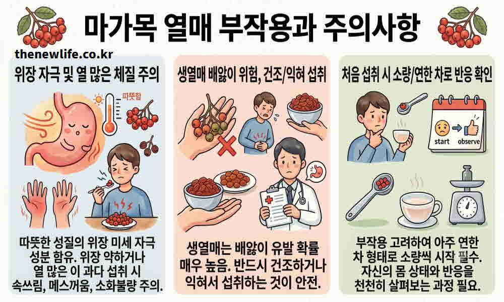마가목열매 효능 부작용