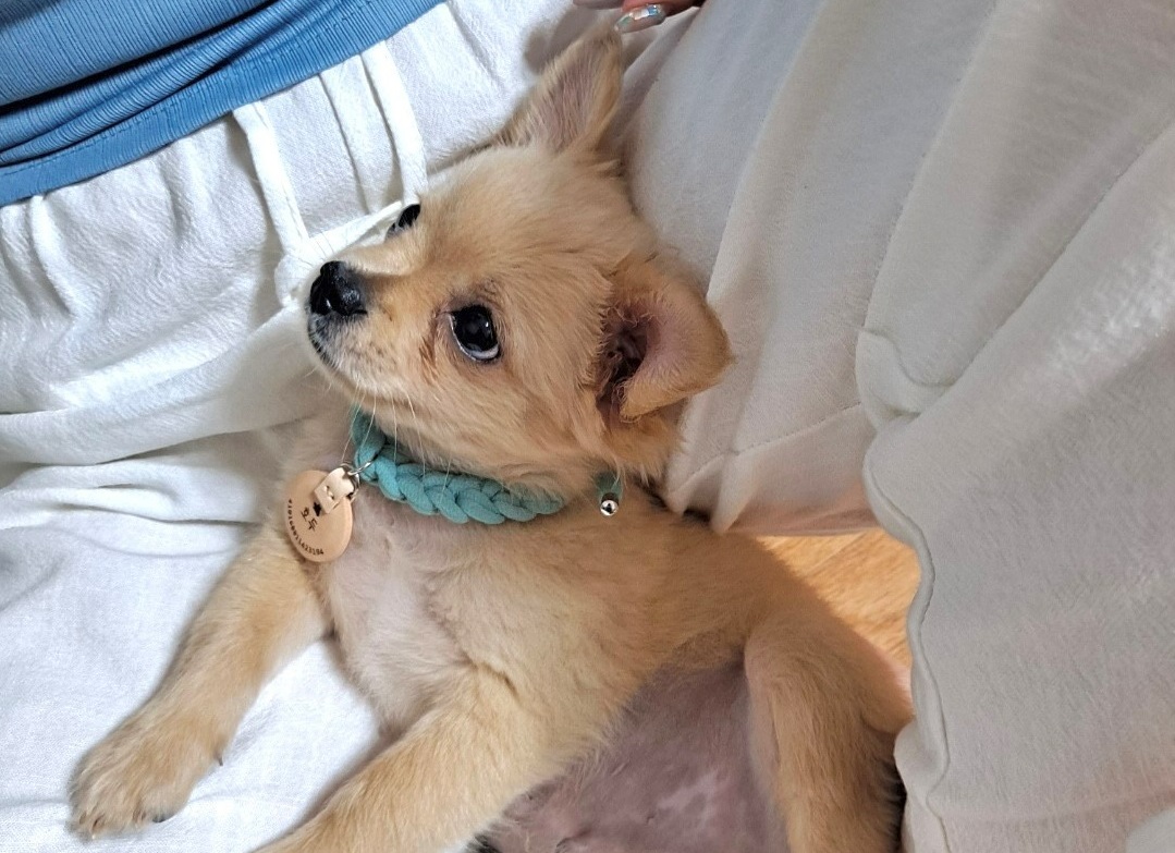 외장칩 목걸이를 걸고 있는 나의 강아지