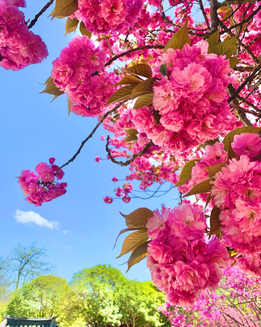 [4월 봄꽃 여행]순천 선암사❘진달래, 겹벚꽃, 홍매화, 개화시기