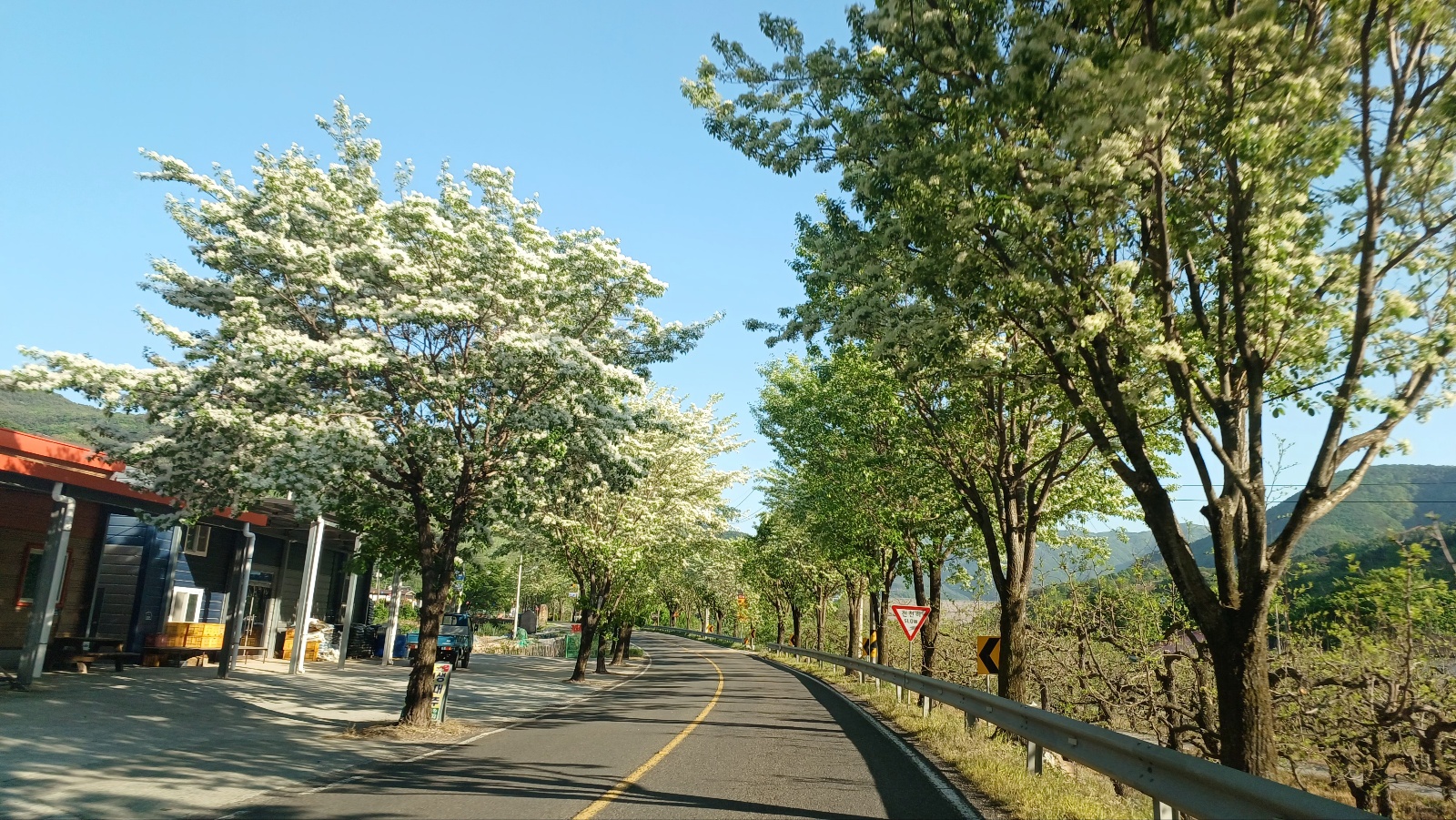 밀양댐 생태공원 가는길 이팝나무길2