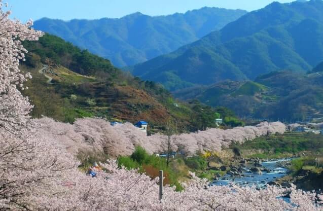 경남 하동 삼성궁 쌍계사 십리벚꽃길 드라이브 코스