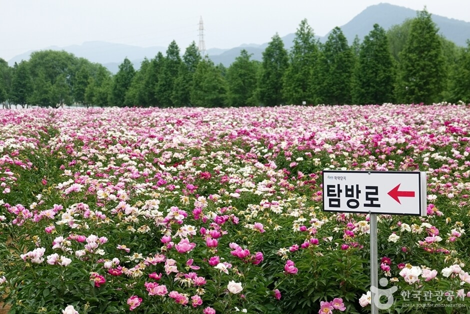 합천 핫들생태공원 작약꽃 개화