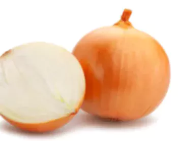 양파-사진