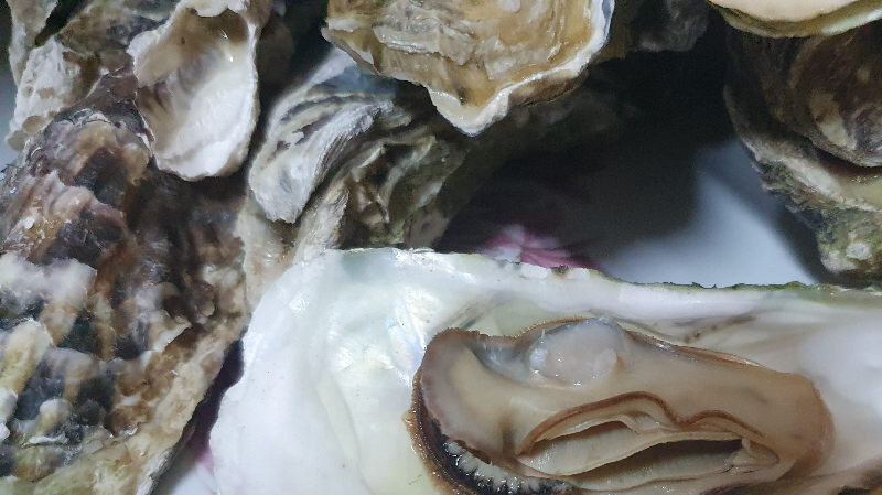 다 쪄진 제철 굴을 깐 후 속살 모습