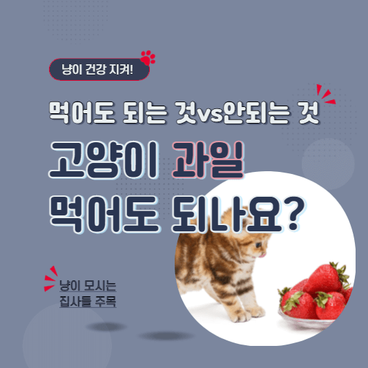 고양이과일