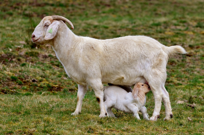 산양유 효능과 부작용, 올바른 섭취 방법