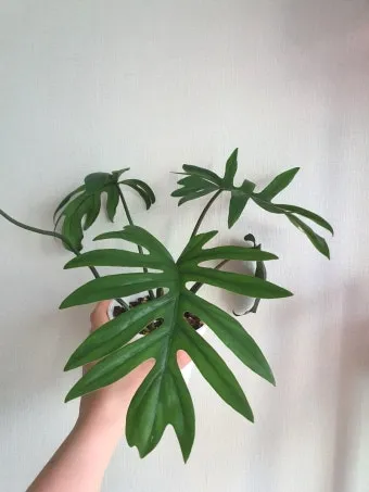 필로덴드론 물주기 지지대세우기 분갈이 비료관리 튼튼하게 키우기_15