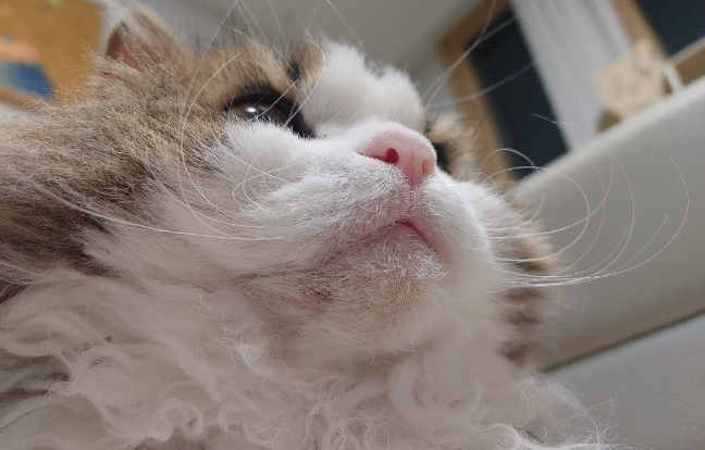 고양이 턱드름 고나련 사진