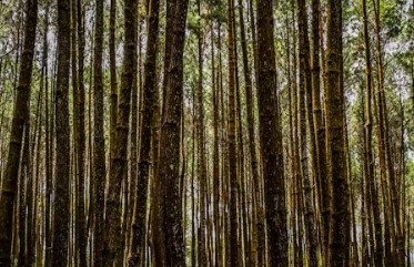 비타민d 부족증상 하루 권장량 많은 음식 효능