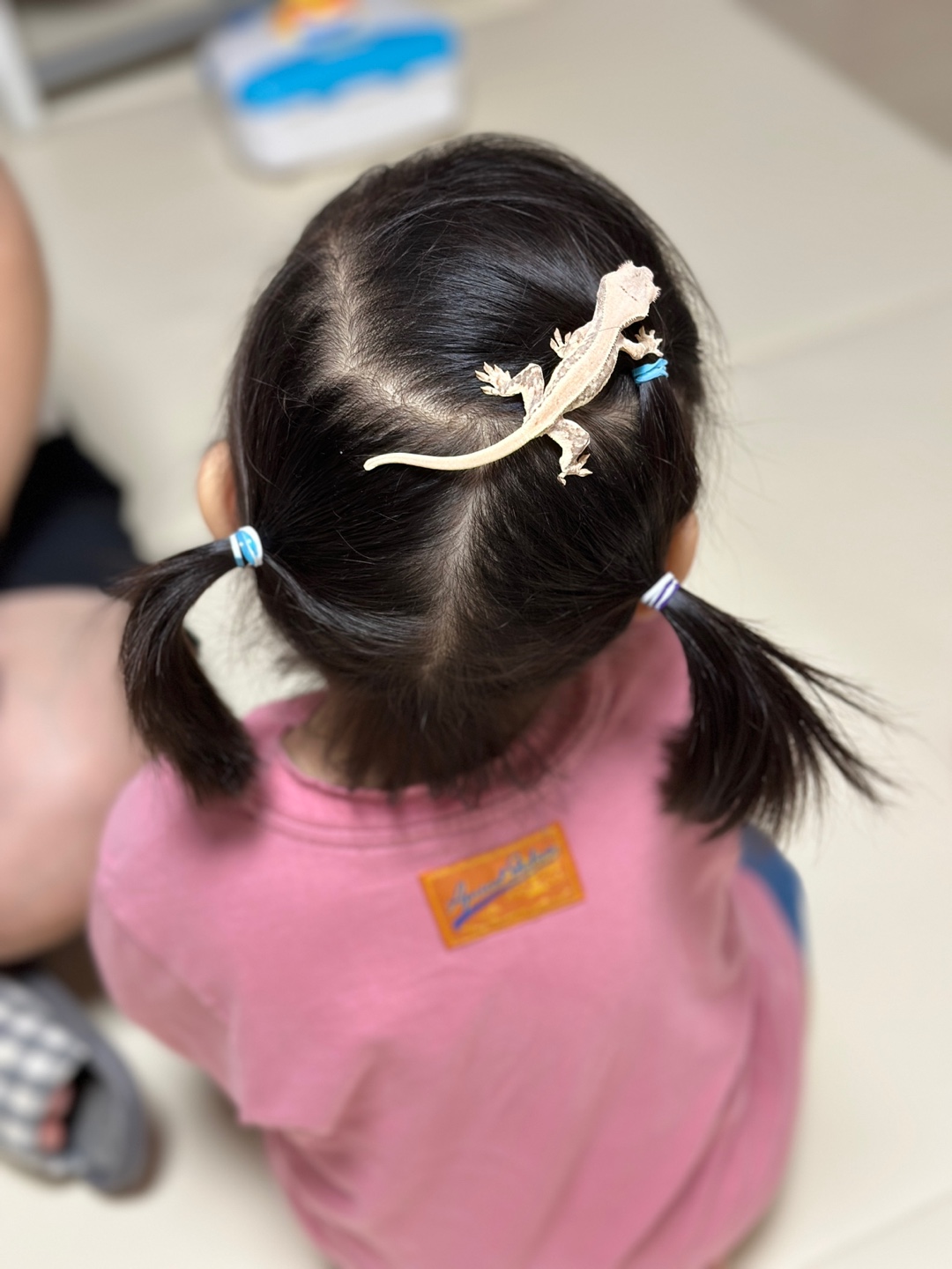 큰-딸-머리위에서-놀고-있는-크레-도마뱀