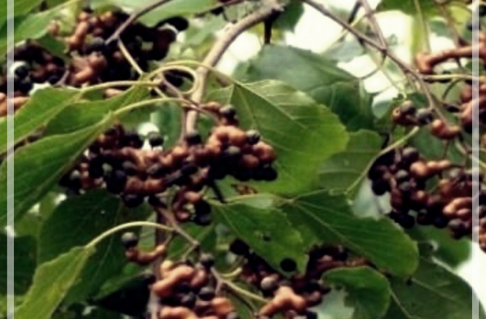 간 건강에 좋은 약초와 음식들