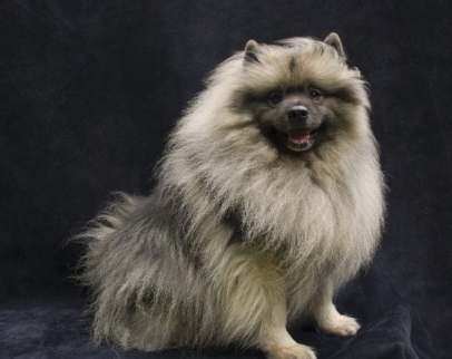 앉는 키스 혼도.