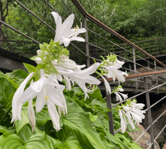 화담숲 예매하기