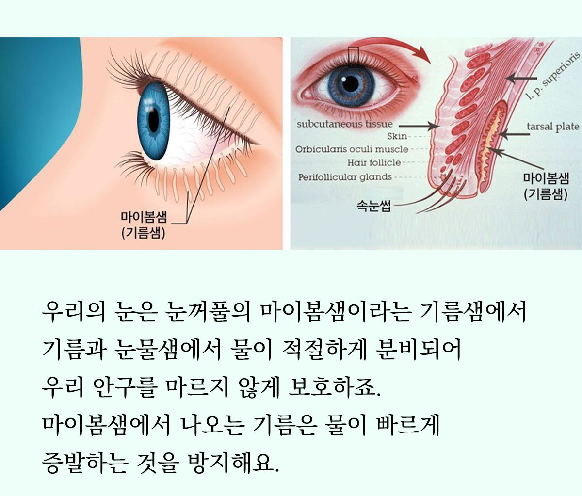 눈 온찜질기 안구건조증 마이봄샘 효과 원리