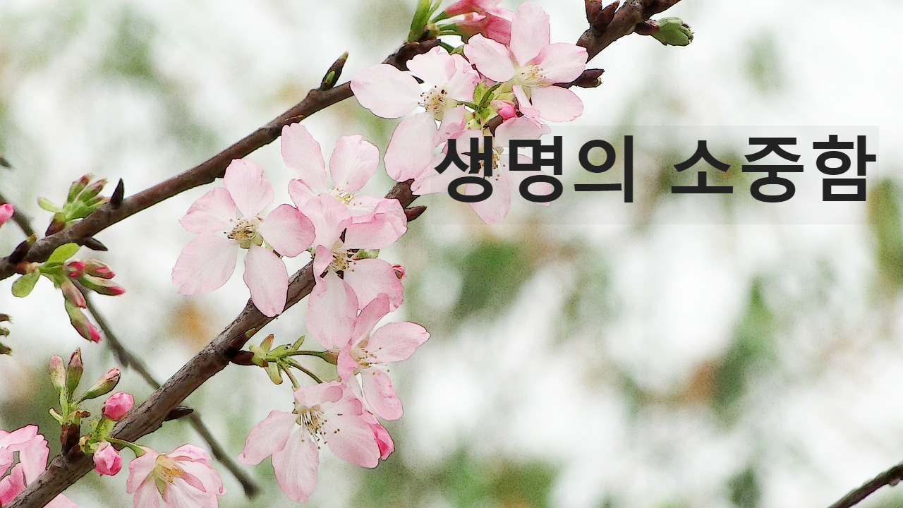 생명의 소중함