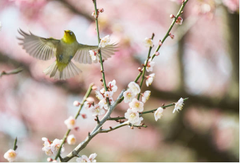 광양 매화 개화시기