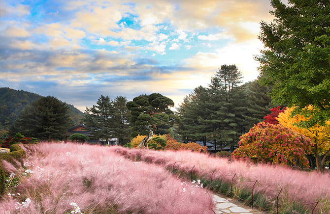 아침고요수목원