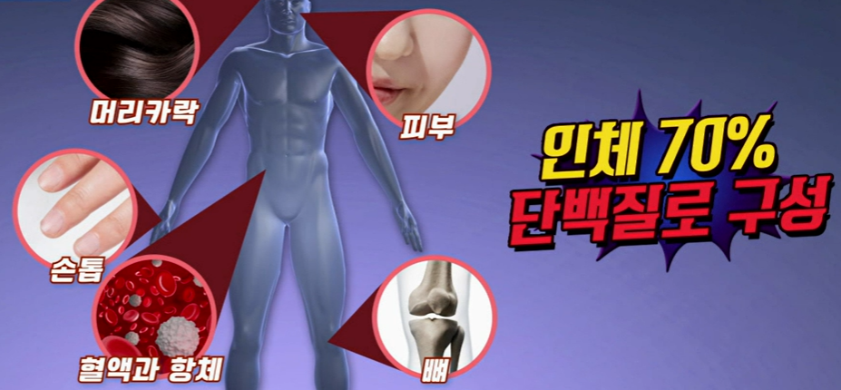 단백질 부족 시