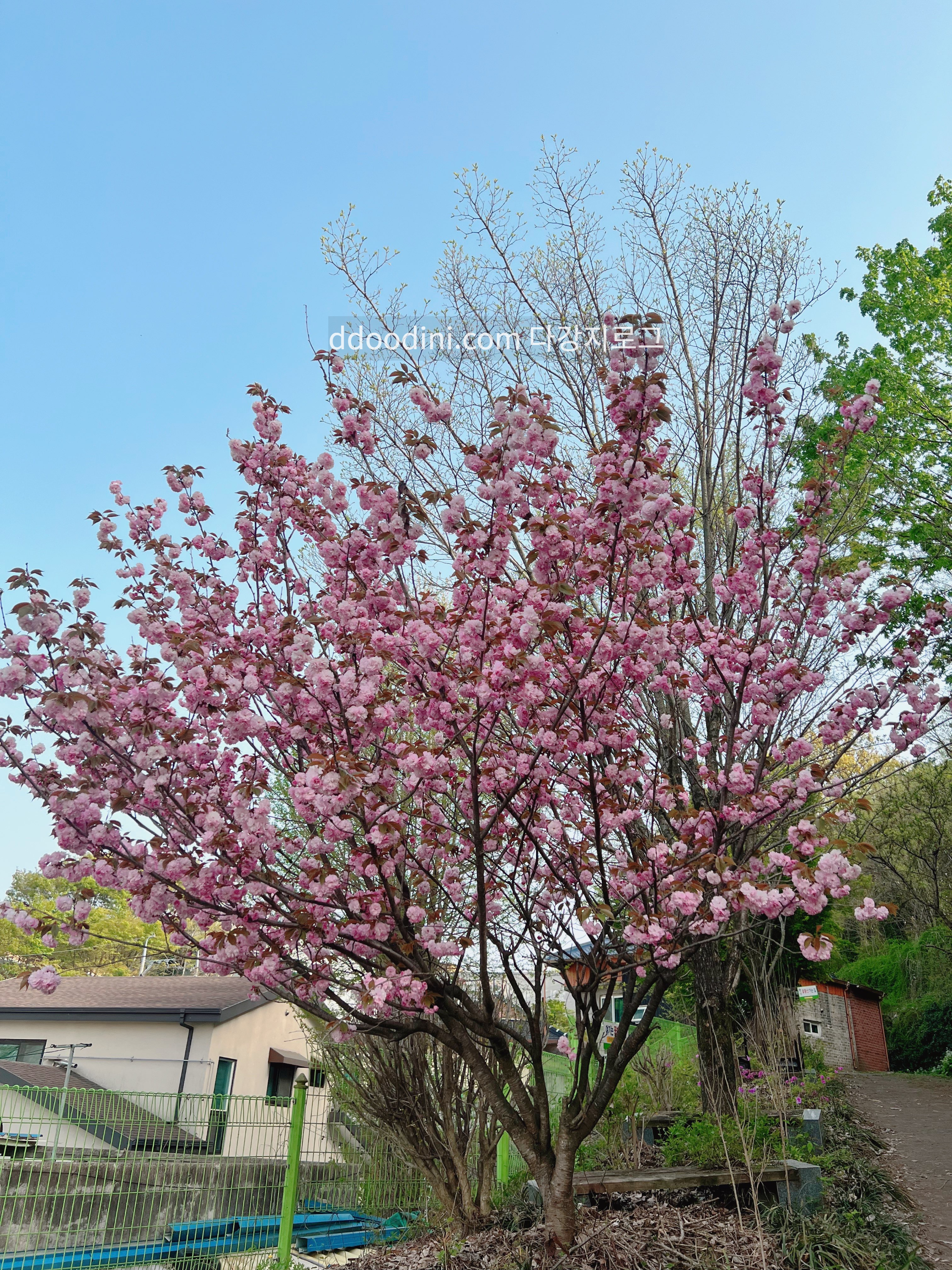 전주 완산꽃동산