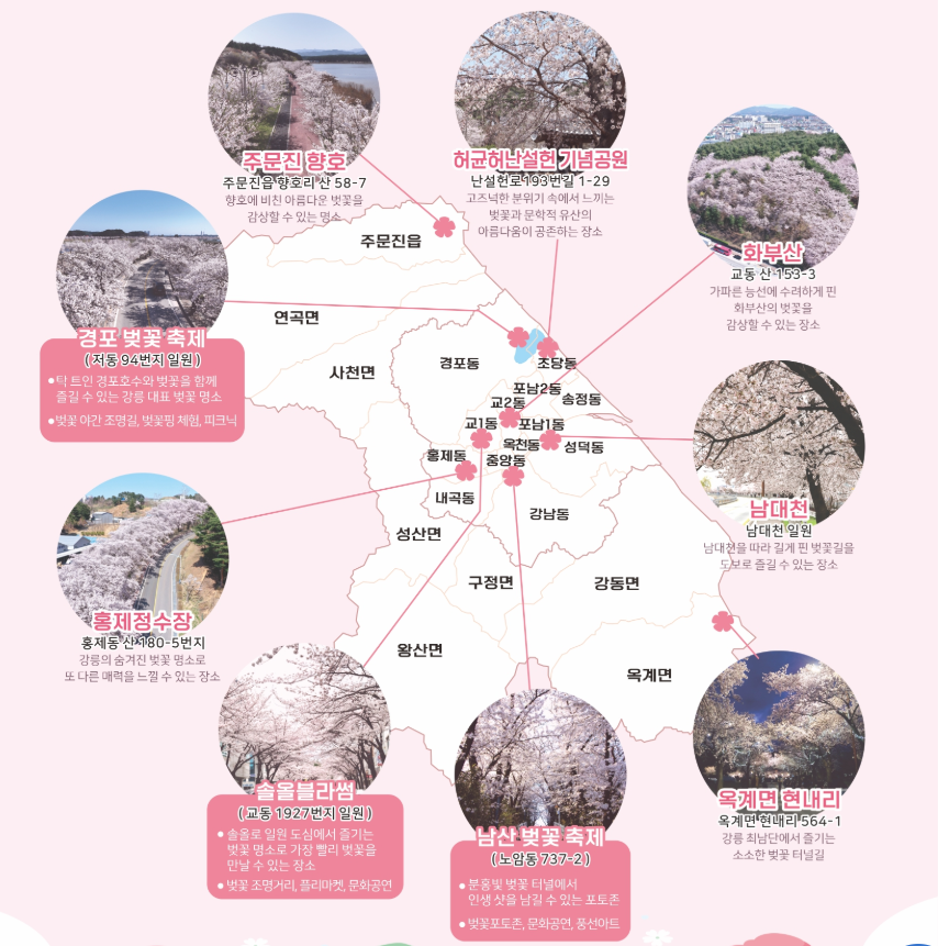 2025 강릉 벚꽃 축제: 개화 시기, 드라이브 코스, 축제 일정, 벚꽃놀이 명소