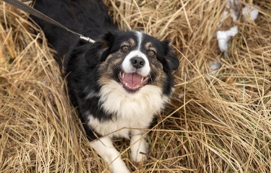 반려인이라면 꼭 알아야 할 해외 입양 제도