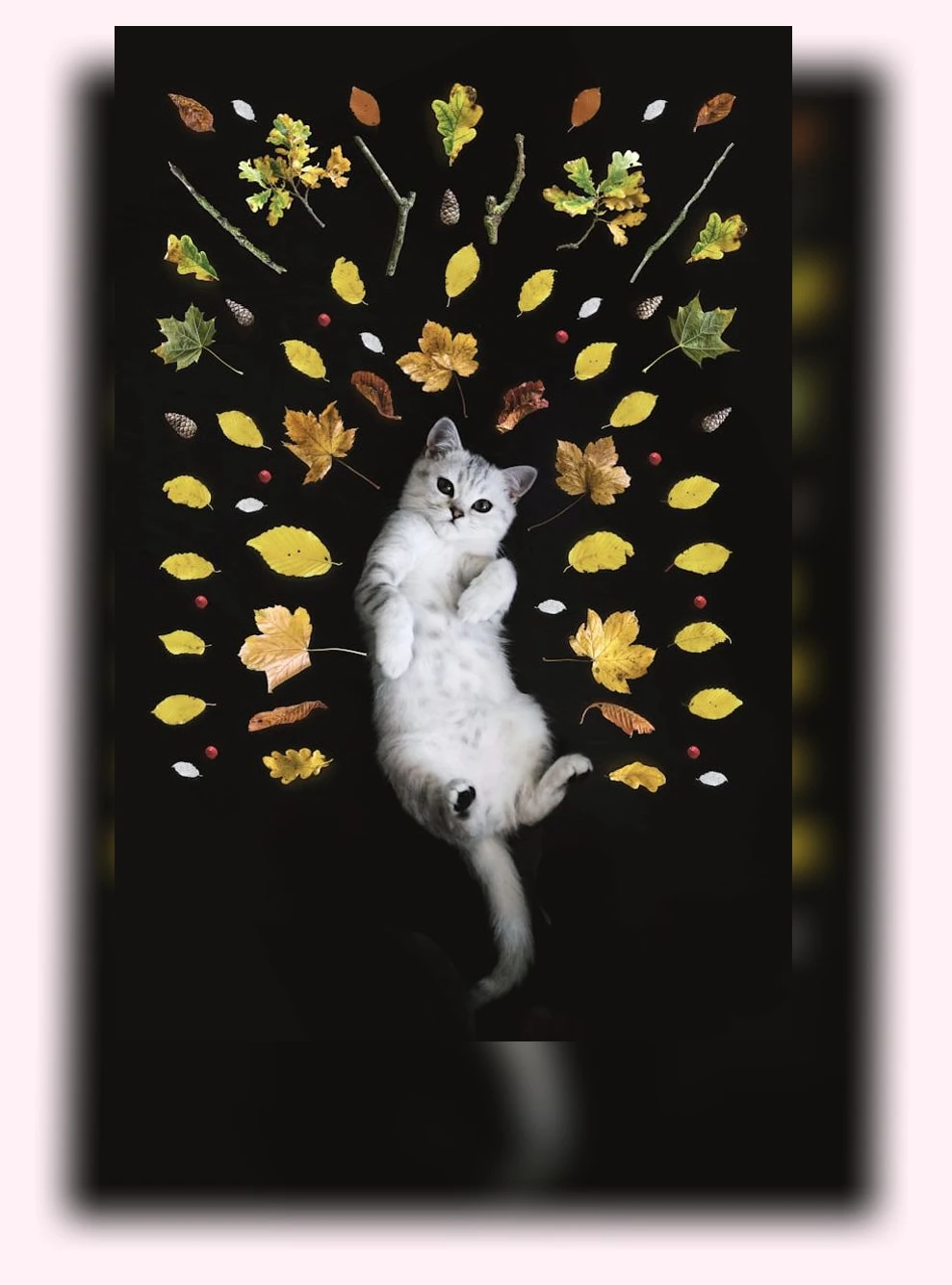 고양이 보호소 방문_3_subsection