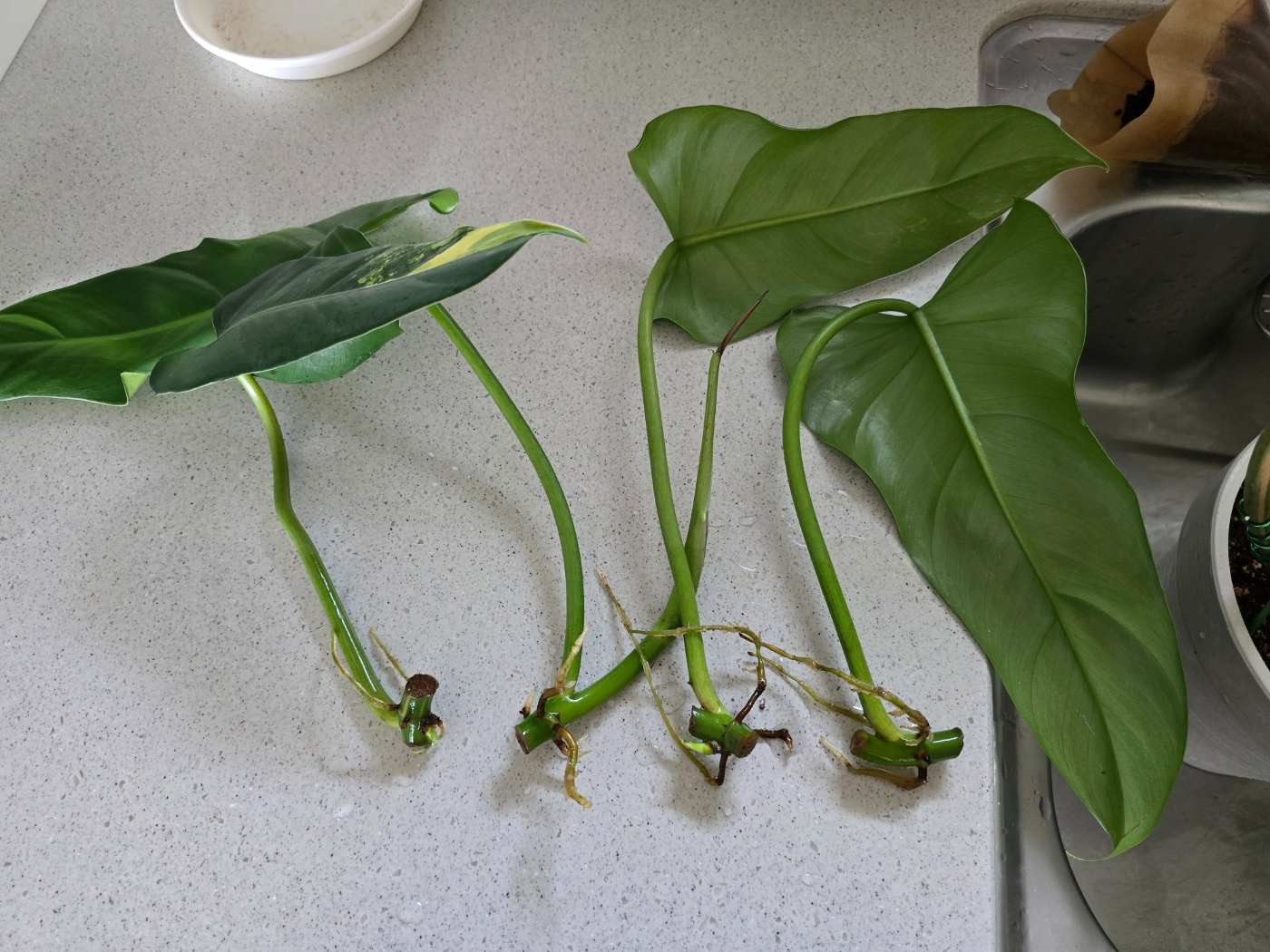 물꽂이한아이들도 잘 성장중이에요