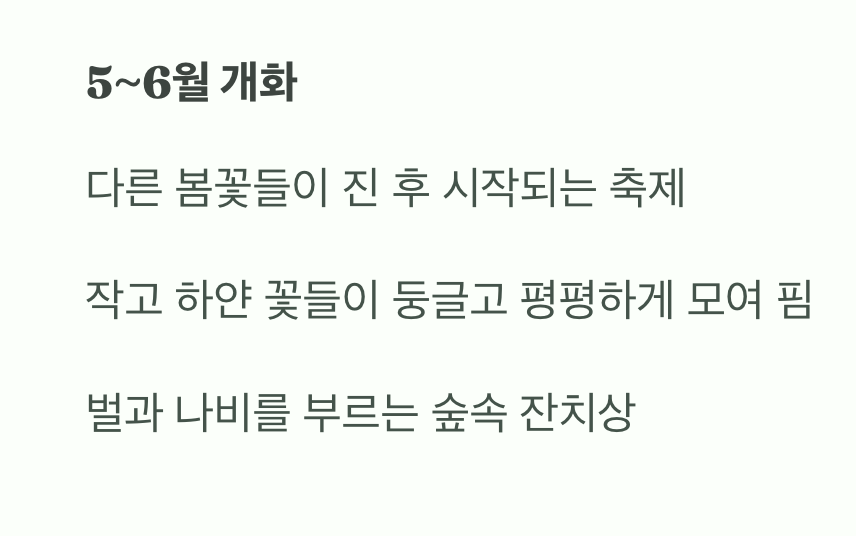 봄, 접시 위에 소복이 쌓인 흰 눈
