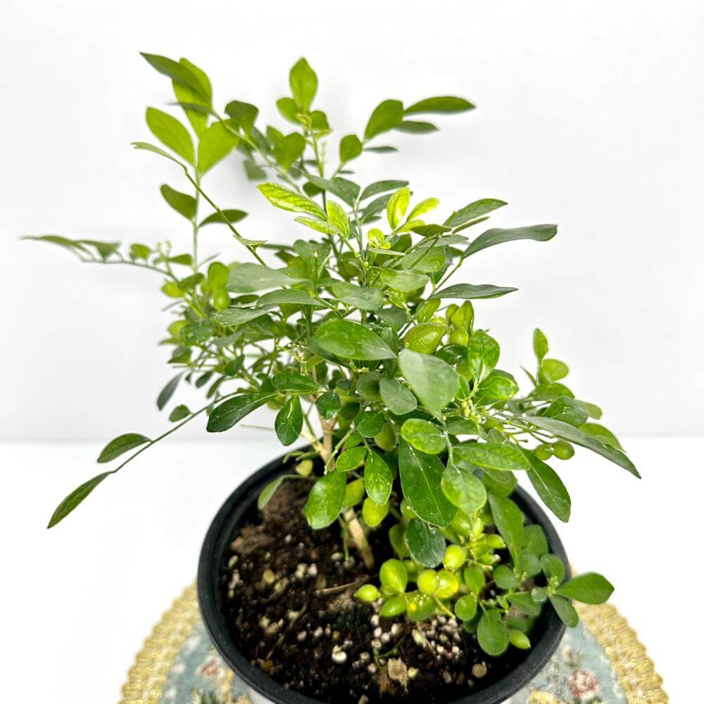 오렌지자스민 키우는법