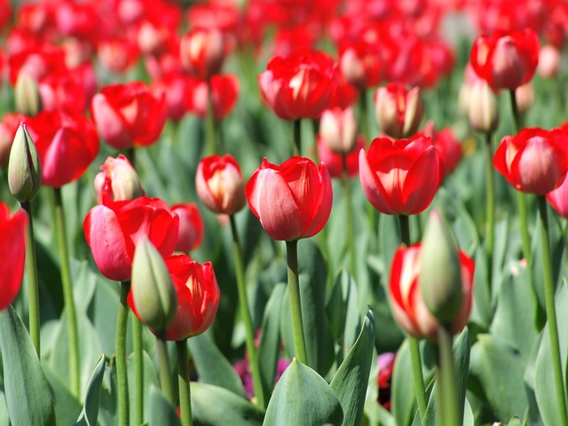 빨간-튤립-밭