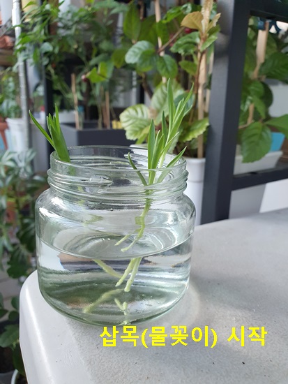 카네이션 물꽂이 시작