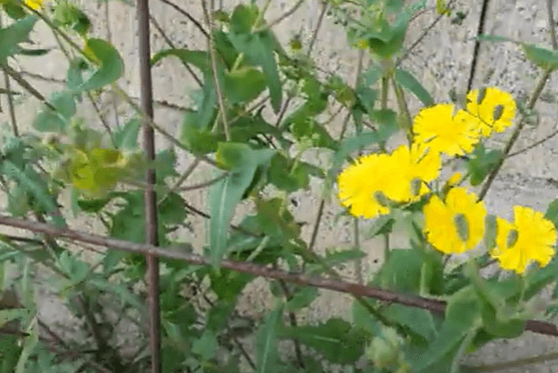 고들빼기 씀바귀 효능 종류 차이점