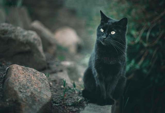 하얀 고양이 꿈 해몽 풀이
