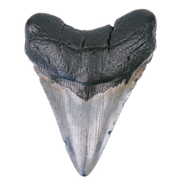 메가로돈 이빨 화석