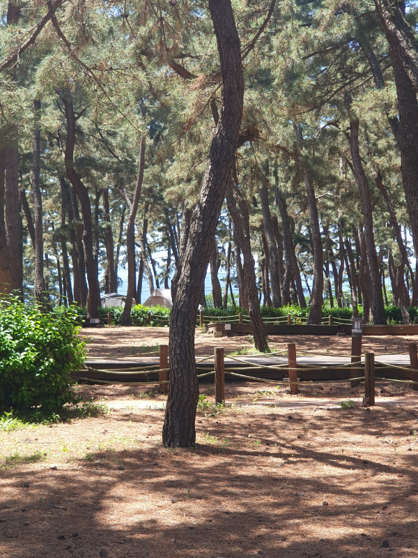 강릉 솔향기 캠핑장