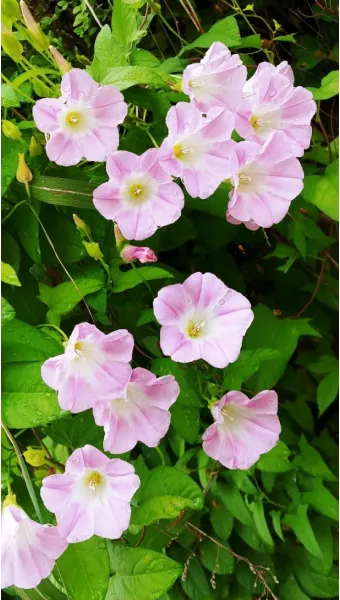 여름꽃 종류 모음 여름 꽃나무 추천 12가지 정리_8