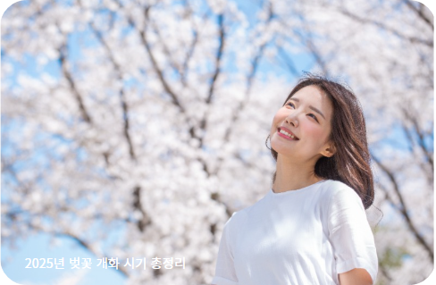 2025년 벚꽃 개화 시기 총정리 전국 벚꽃 명소별 개화 예측