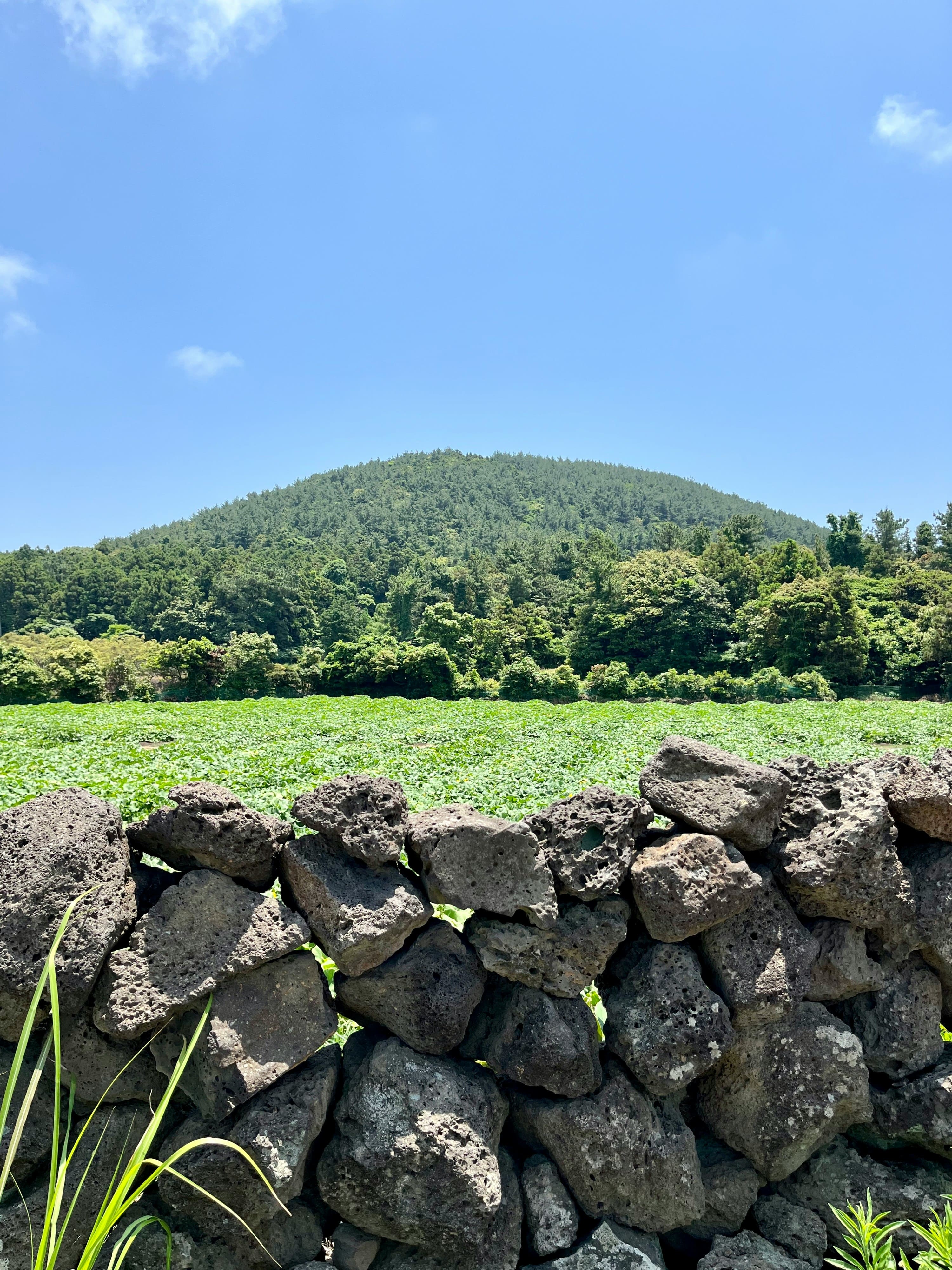 제주 버스로 갈 수 있는 여행 코스 추천 (동쪽·서쪽·성산·중문 버스 여행 루트)