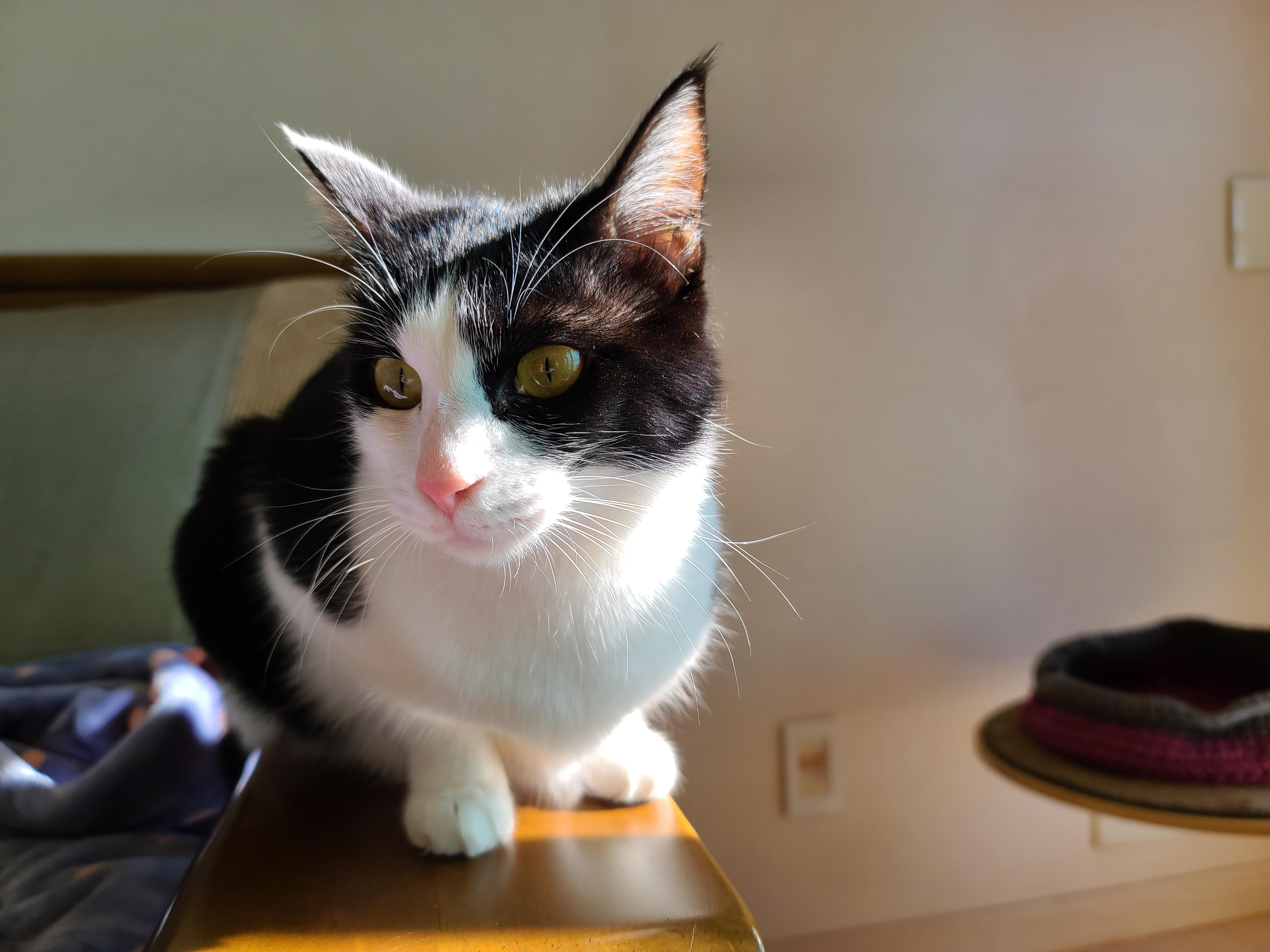 우리집 고양이들 발톱깎을때. 고양이 발톱깎기. 레벨1 vs 보스급. 중간이 없어..