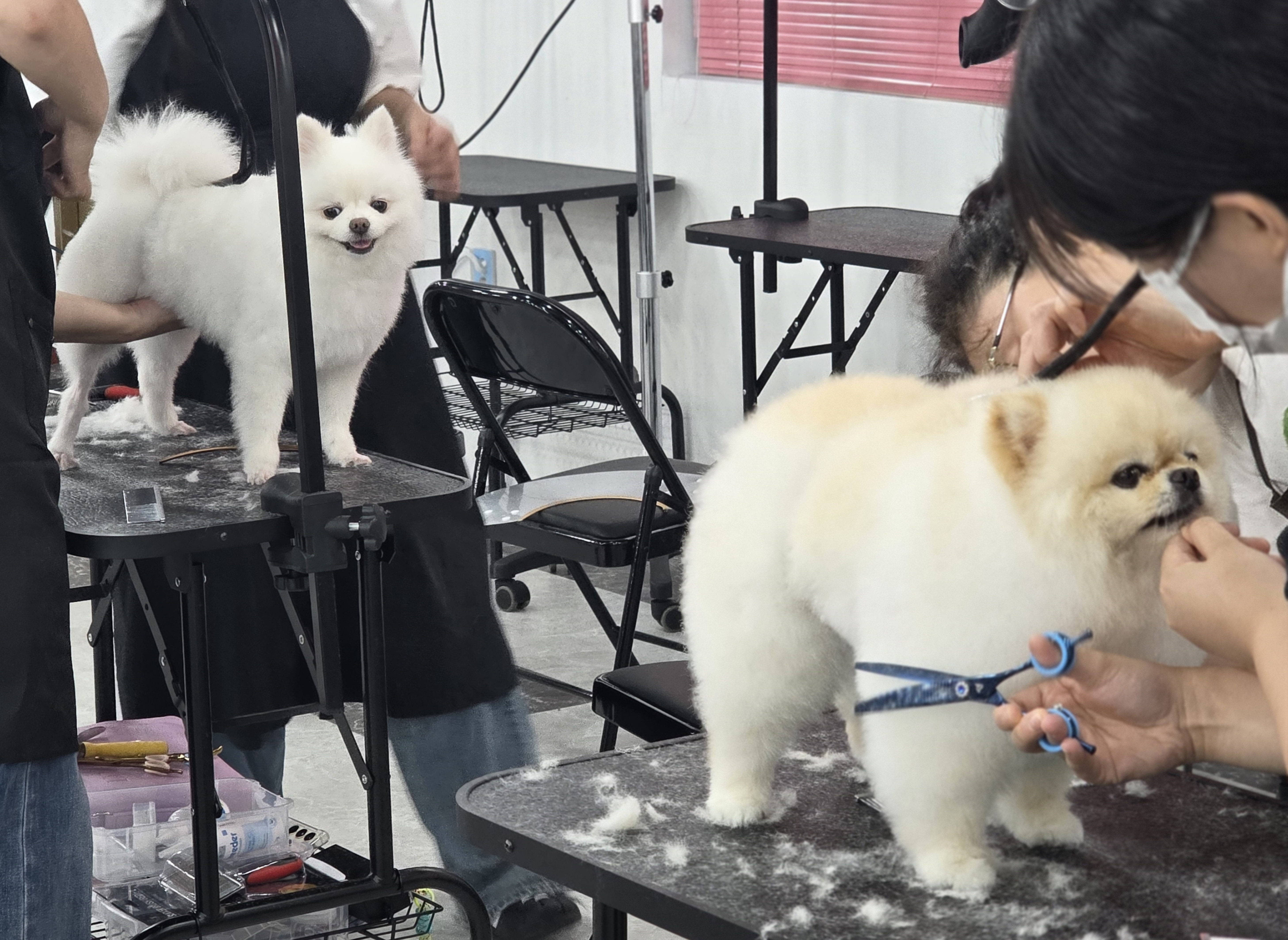 서면애견미용추천