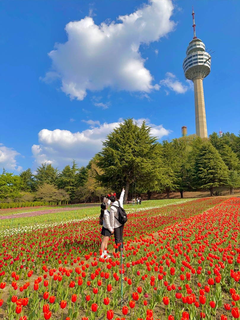 이월드 튤립 트래블