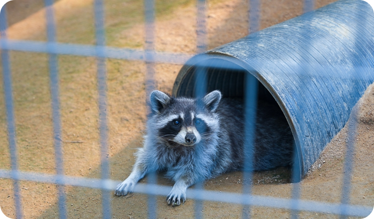 인천대공원 어린이 동물원 너구리 이미지 출처: 한국관광공사